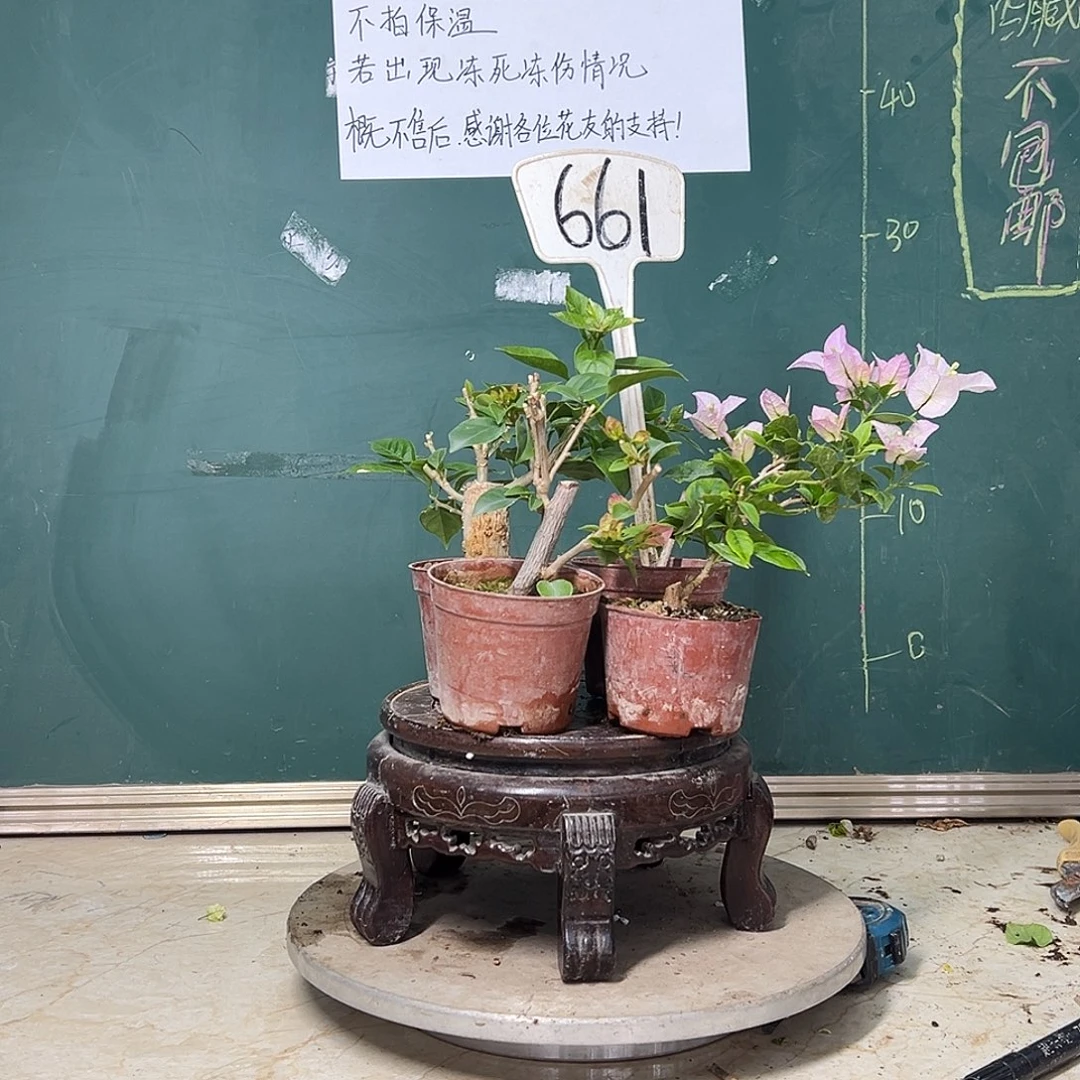 珍***妮完全开放 福利 四棵掌中宝 661