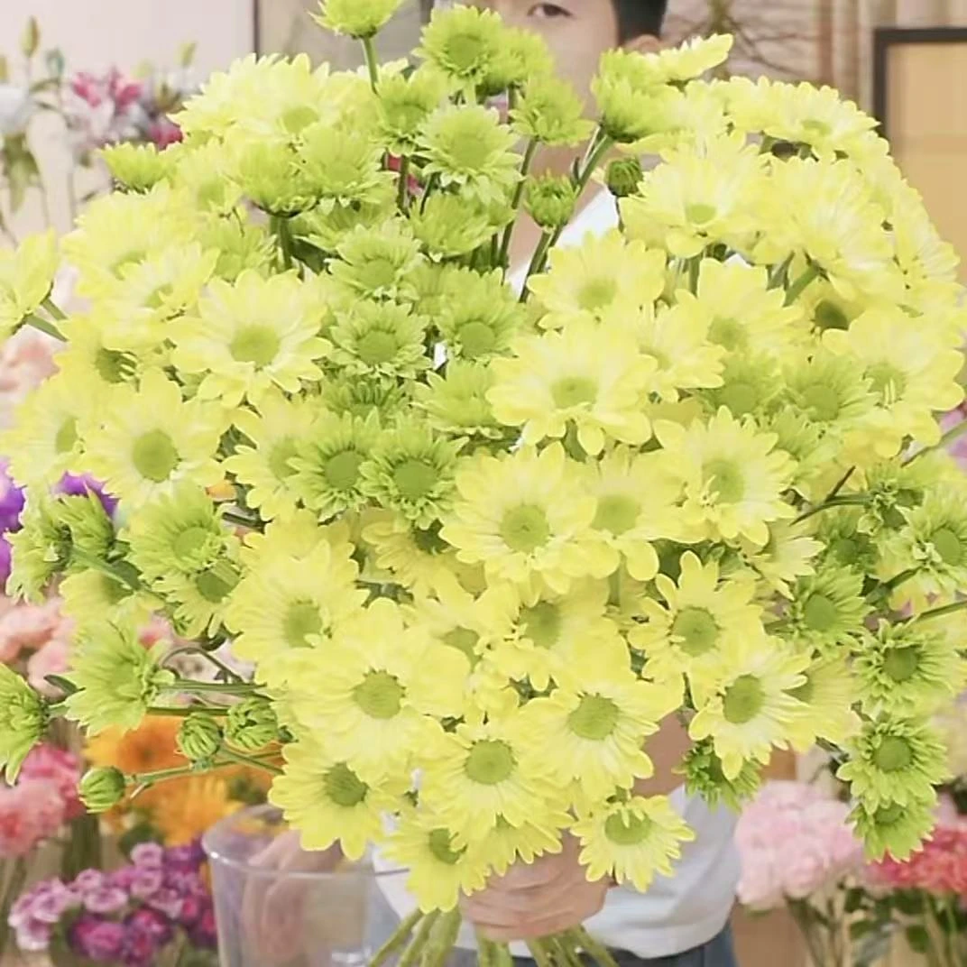 【花之物语】小菊安吉拉+绿精灵 包邮
