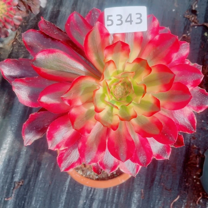 大老桩红魔女特价多肉