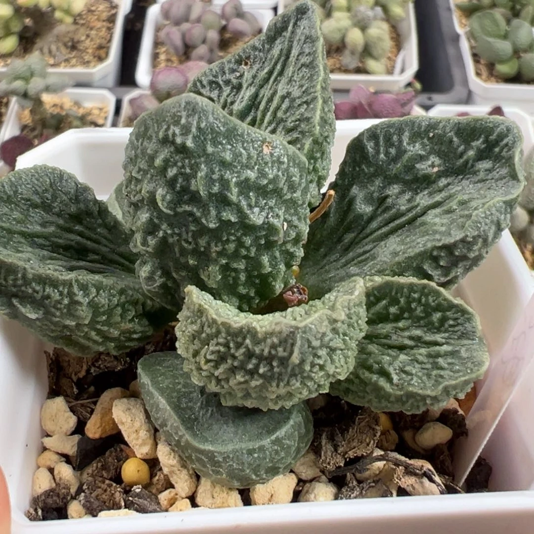 实生新品多头纯木质的桩多肉植物