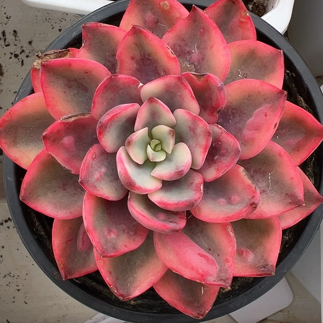 雨滴锦多肉植物锦