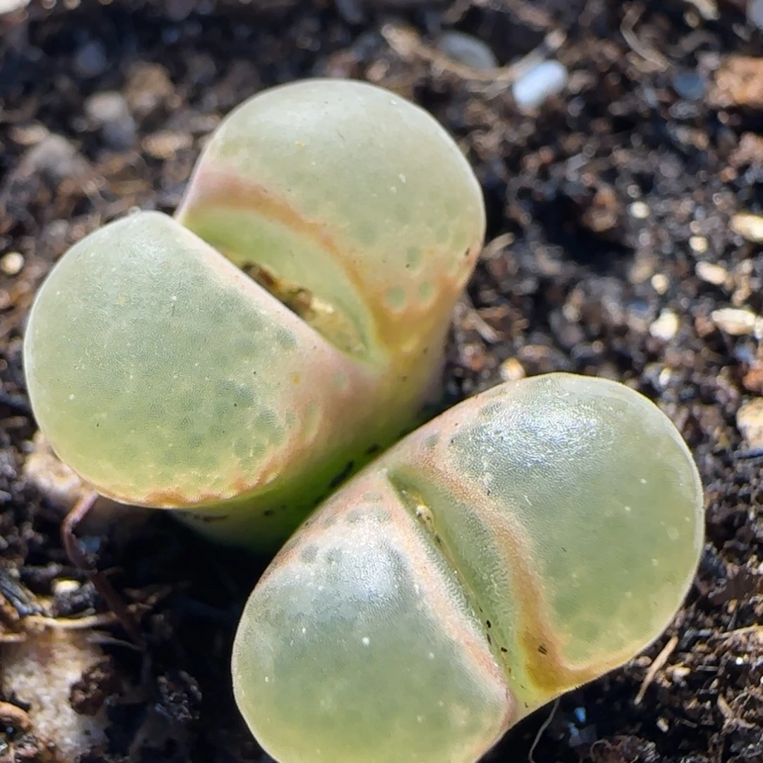 芭比多肉植物百科