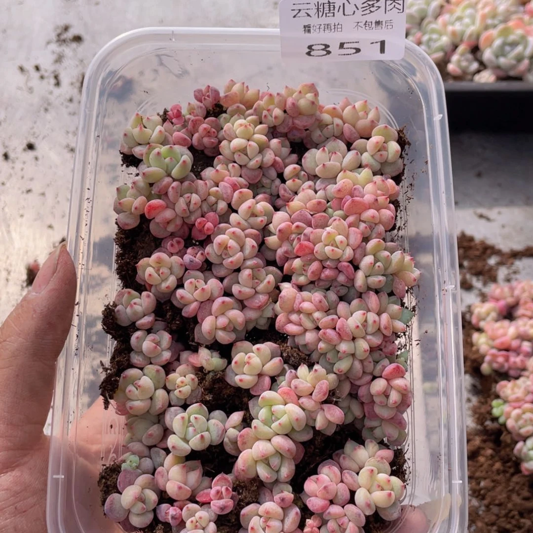 云糖心多肉植物851