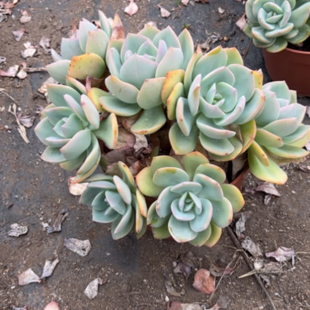 【闪购商品】蜗*白凤