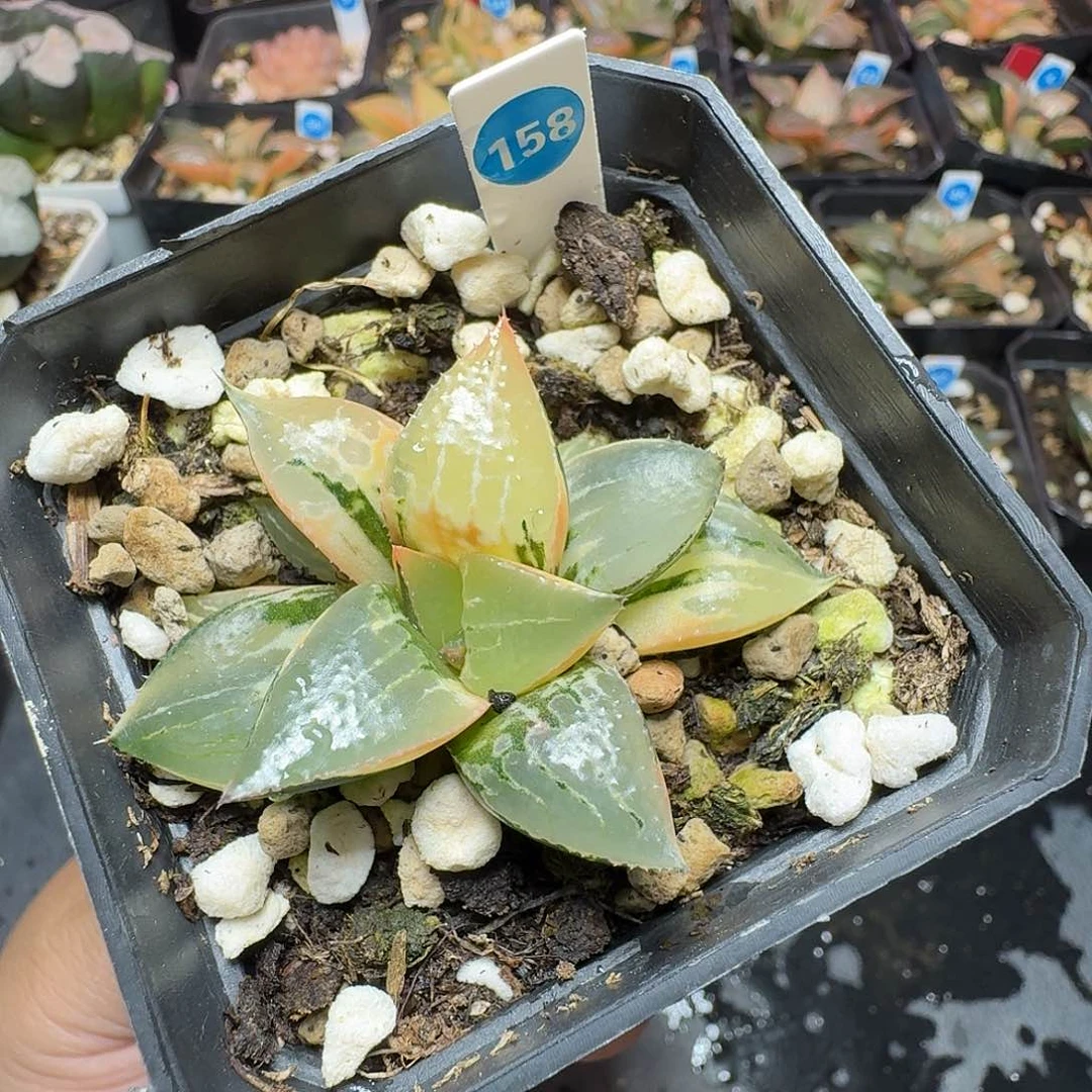 恭喜发财酒吞童子0158