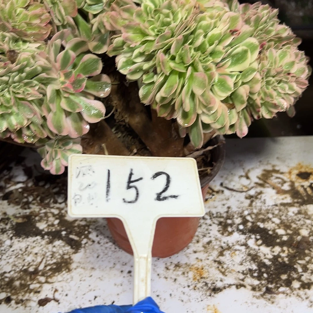 多肉植物粉女巫缀花152