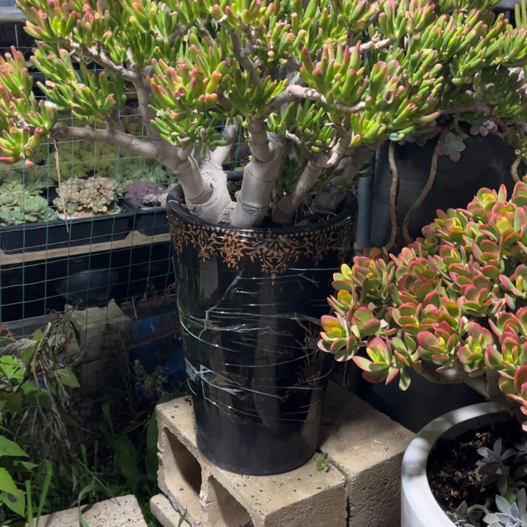 一***娃多肉植物保护研究所所长的