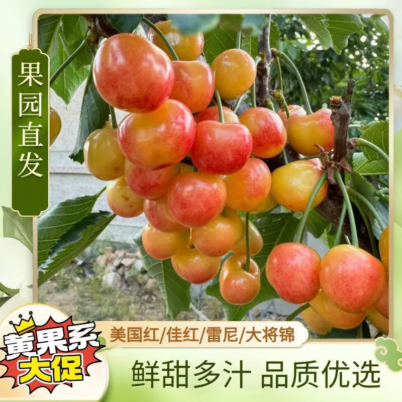 【美国红】大连陆地樱桃现摘现发顺丰包邮美国红/佳红/雷尼/红南阳3斤/5斤J2J3J新鲜水果美国红