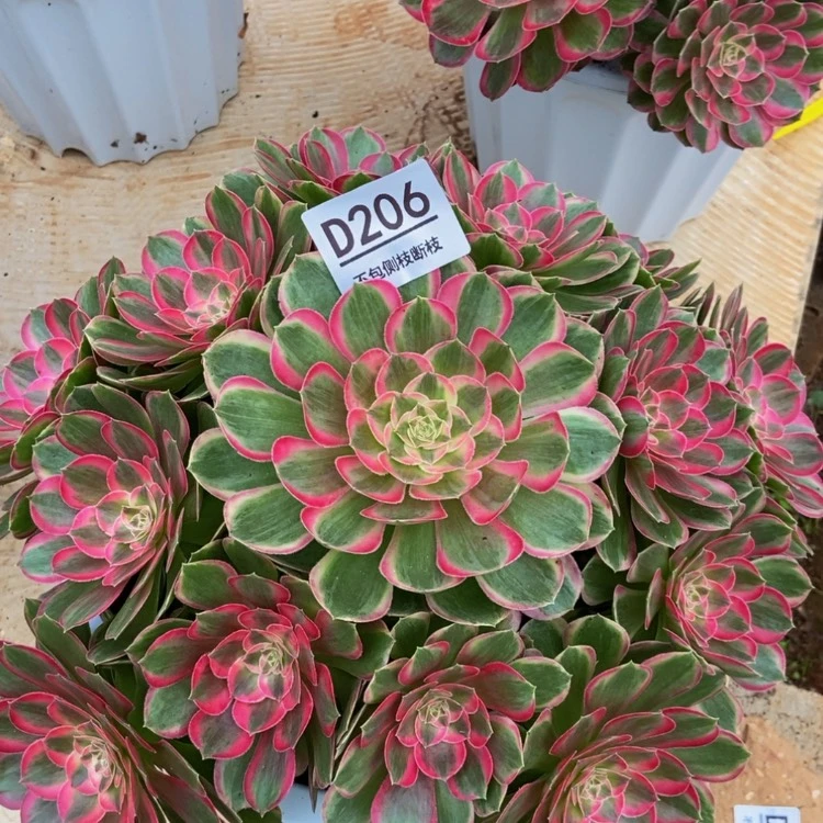 【闪购商品】206孔雀翎多肉