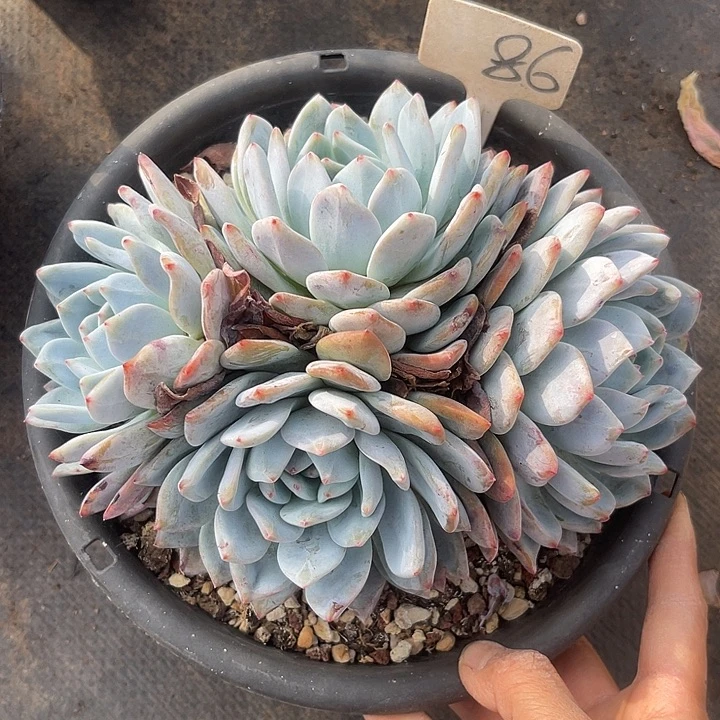 两单包邮，一物一拍86橙子