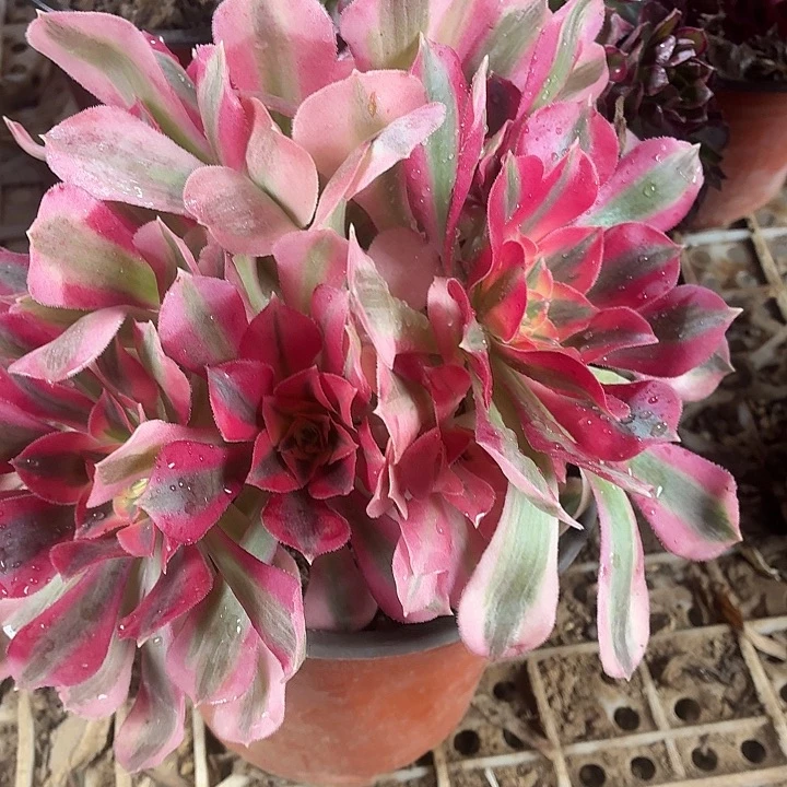 粉女巫长叶片一棵脱土