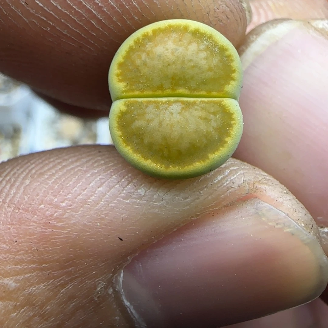 544 生石花大棚直播