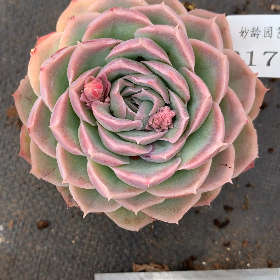 2173杂交精品基地9厘米