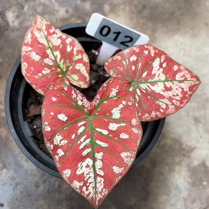 012-0207猩红玛丽彩叶芋广东现货多肉