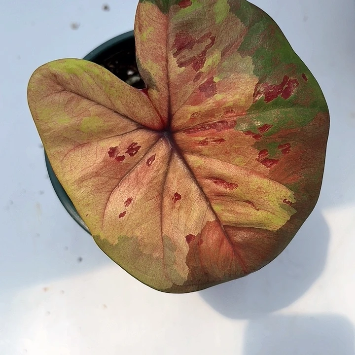 白***飘不开花植物泰国彩叶芋月光