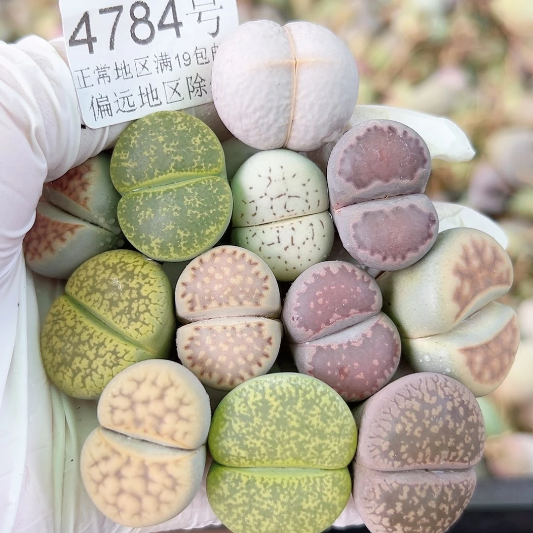4784 好养易活生石花大母本12个2-2.5cm