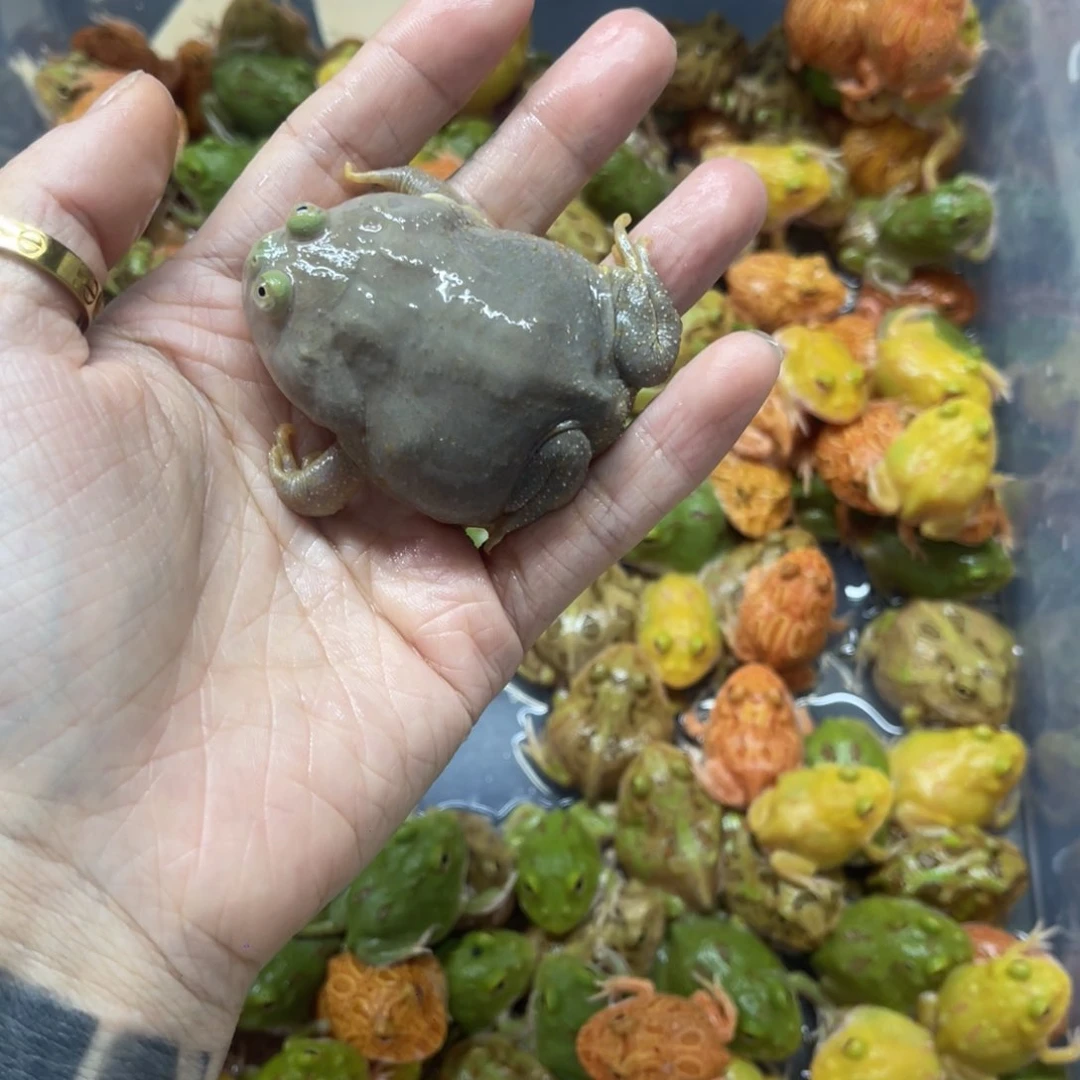 公***餮角蛙特价小丑一只