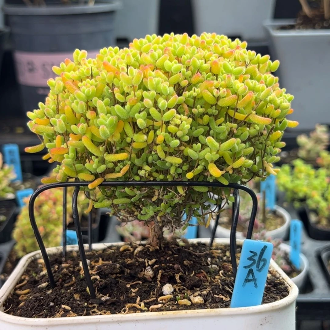 蜜橘糖球蘑菇头36号