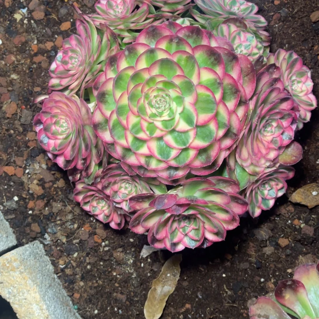 晚****）荔枝，一物一拍，寄养