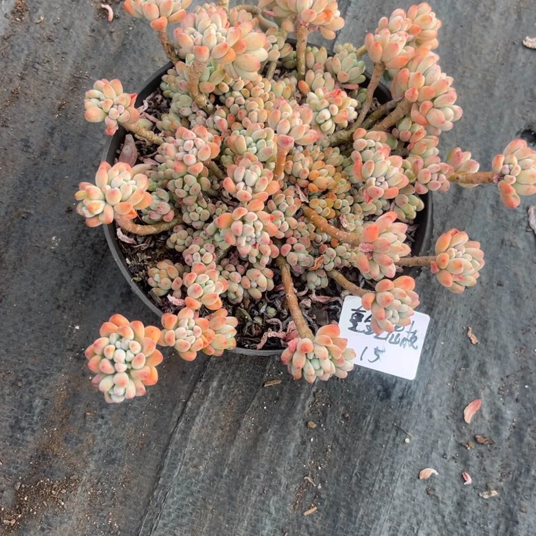 重****肉绿豆多肉植物一物一拍