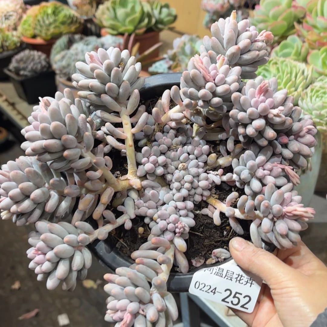 同温层多肉婴儿手指252