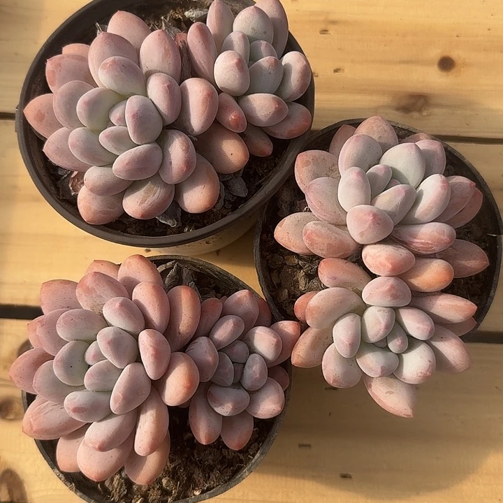 无花朵香水老桩一物一拍