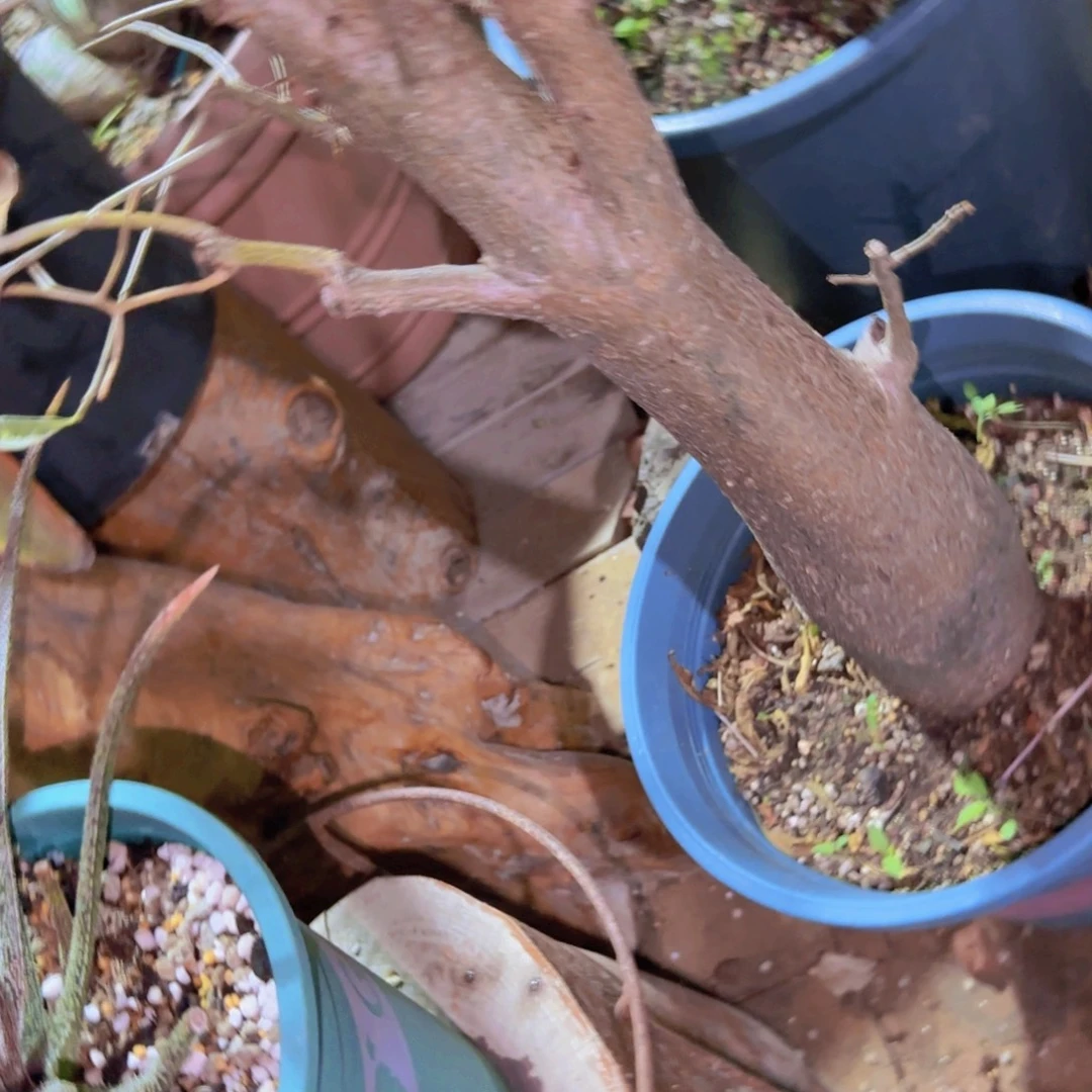 广***…块根植物块根植物