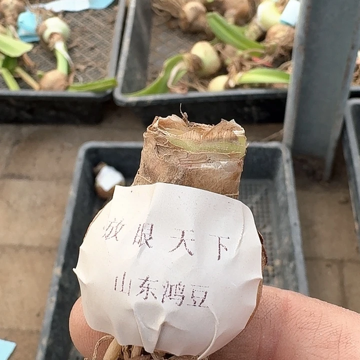 当前无花朵，栽培后可花朵乘****哥方言天