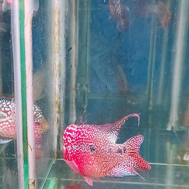 罗汉鱼22222222222