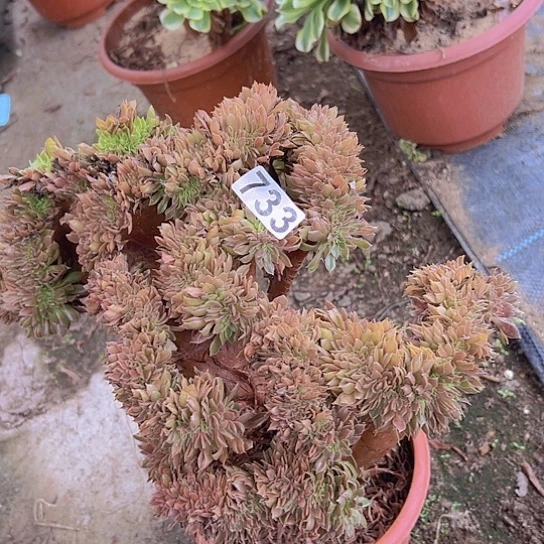 财***顺多肉植物一个玫瑰追