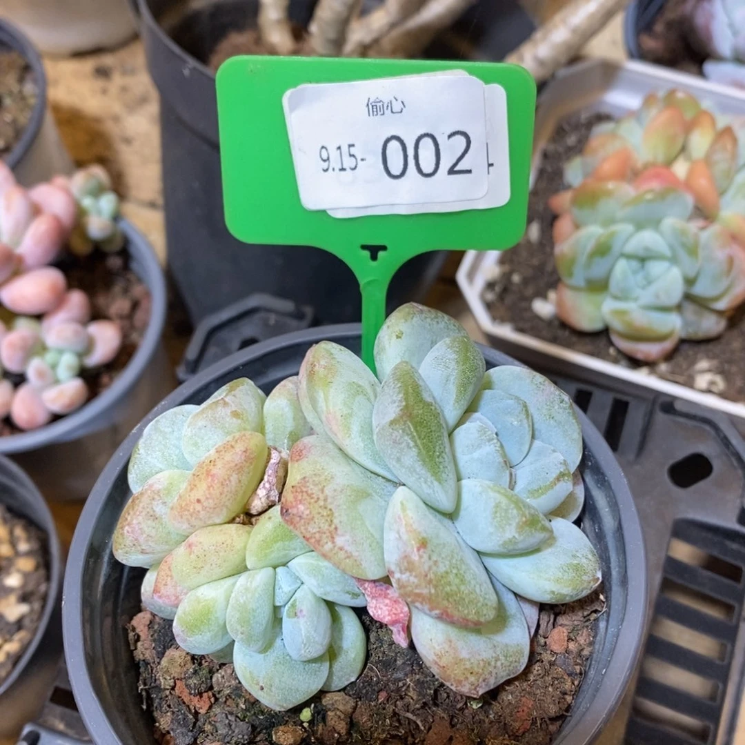 猫*915002多肉群三头多肉