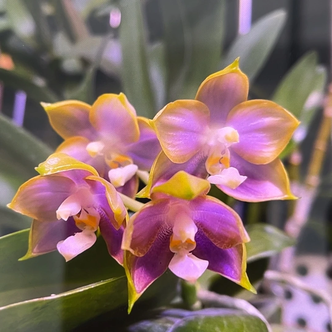 无花朵1.7寸弥陀反射龙508苗