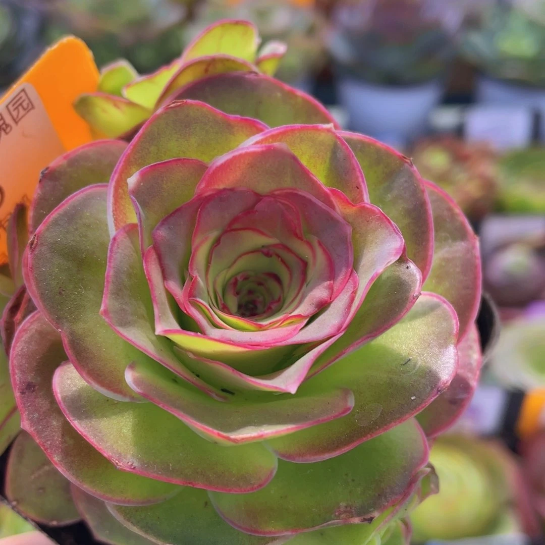 慕可福利386一物一拍