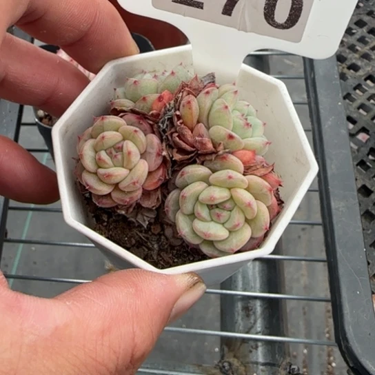 270白胖子送双头