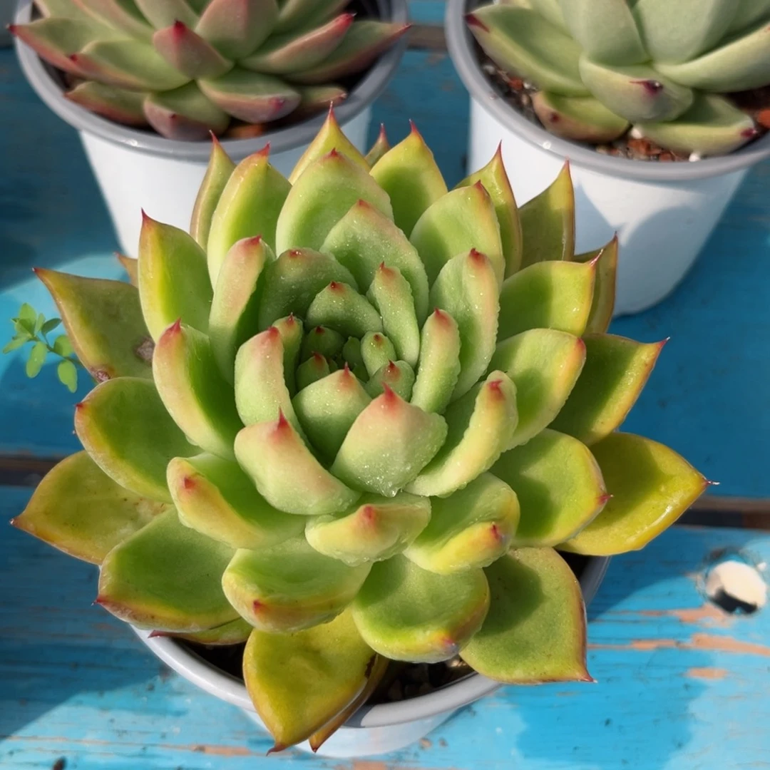 多肉植物一物一拍