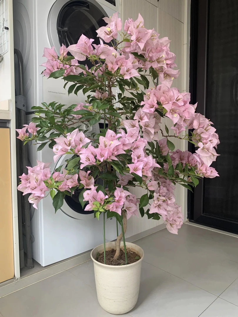 粉天使三角梅 耐寒耐热勤花品种 运输途中掉花掉叶 介意勿拍