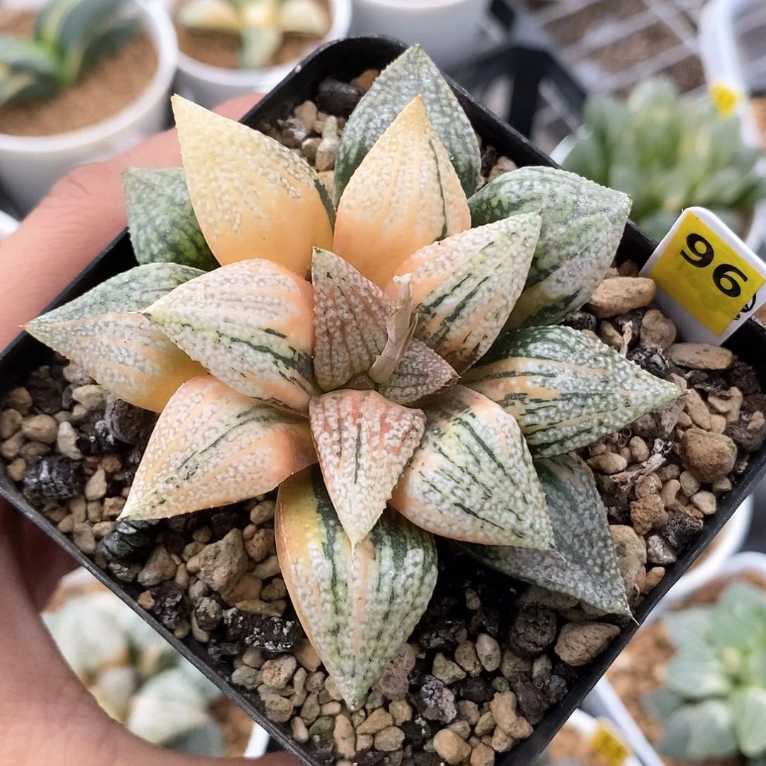 红陶96号白银锦一物一拍
