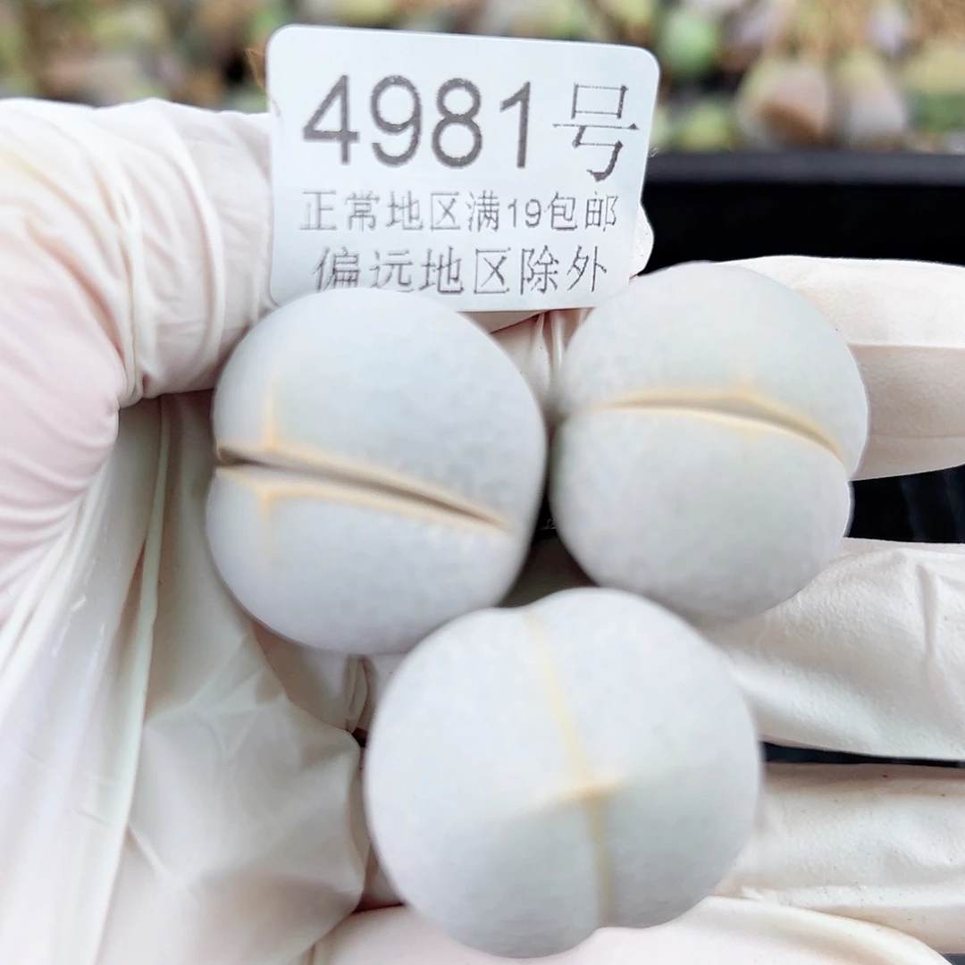 4981四年高尔夫三个2.5cm的的