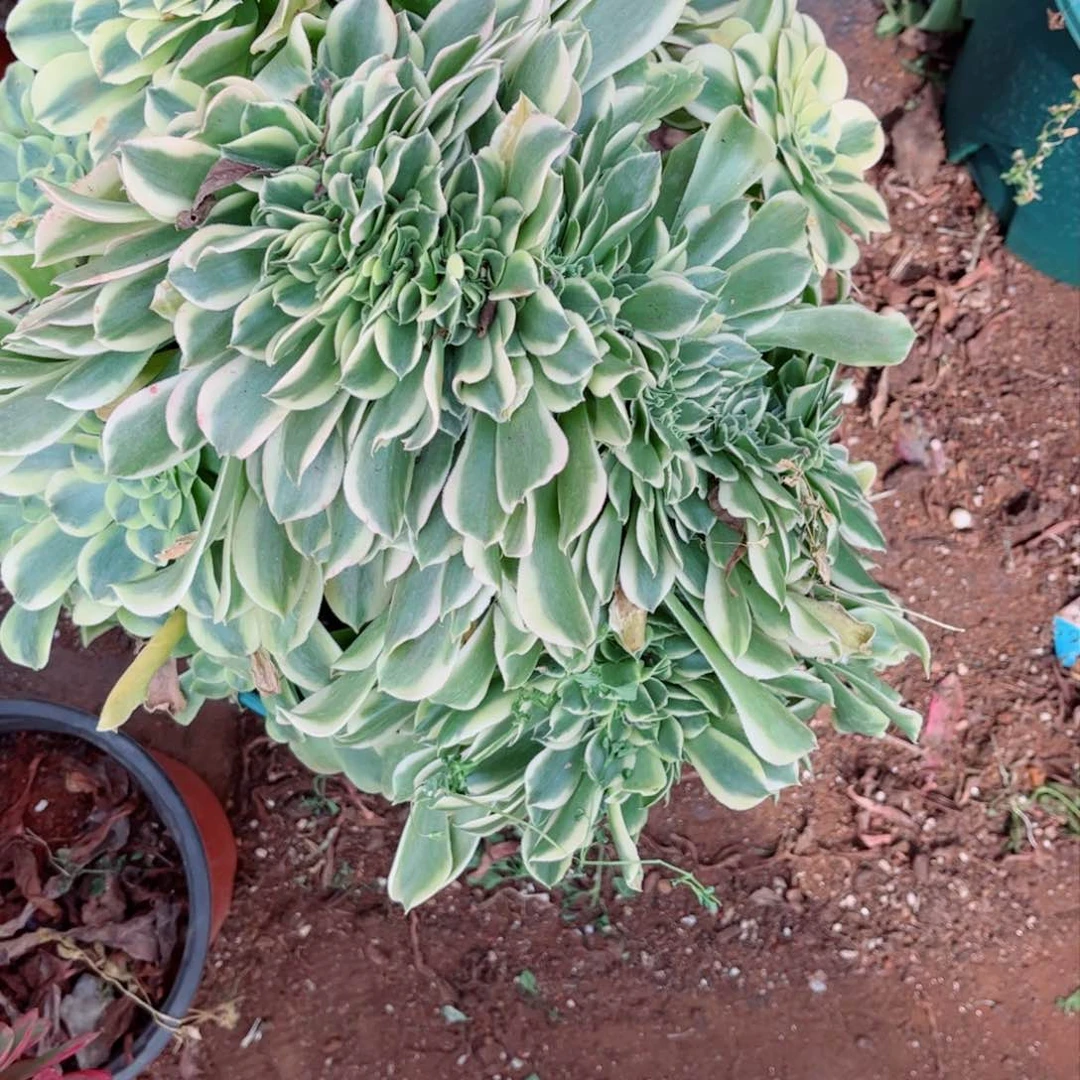 多肉植物989绿豆
