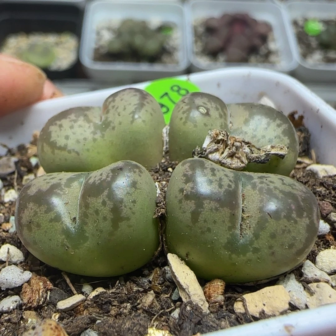 杂交漂亮多肉植物978