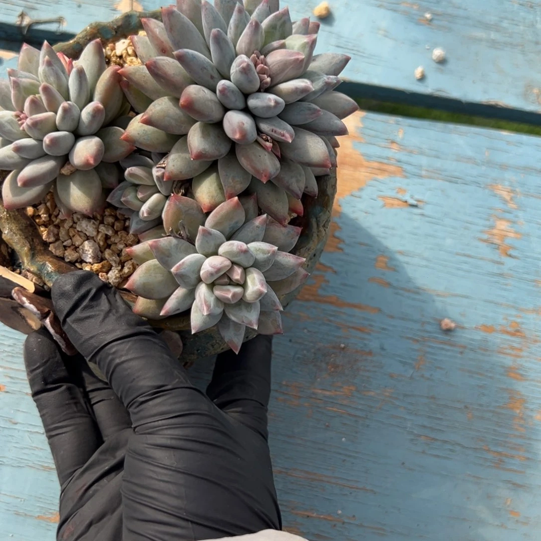 饼***干天使之翼个体美人