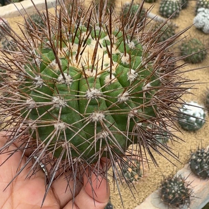 仙人球，龙鳞丸，有根包