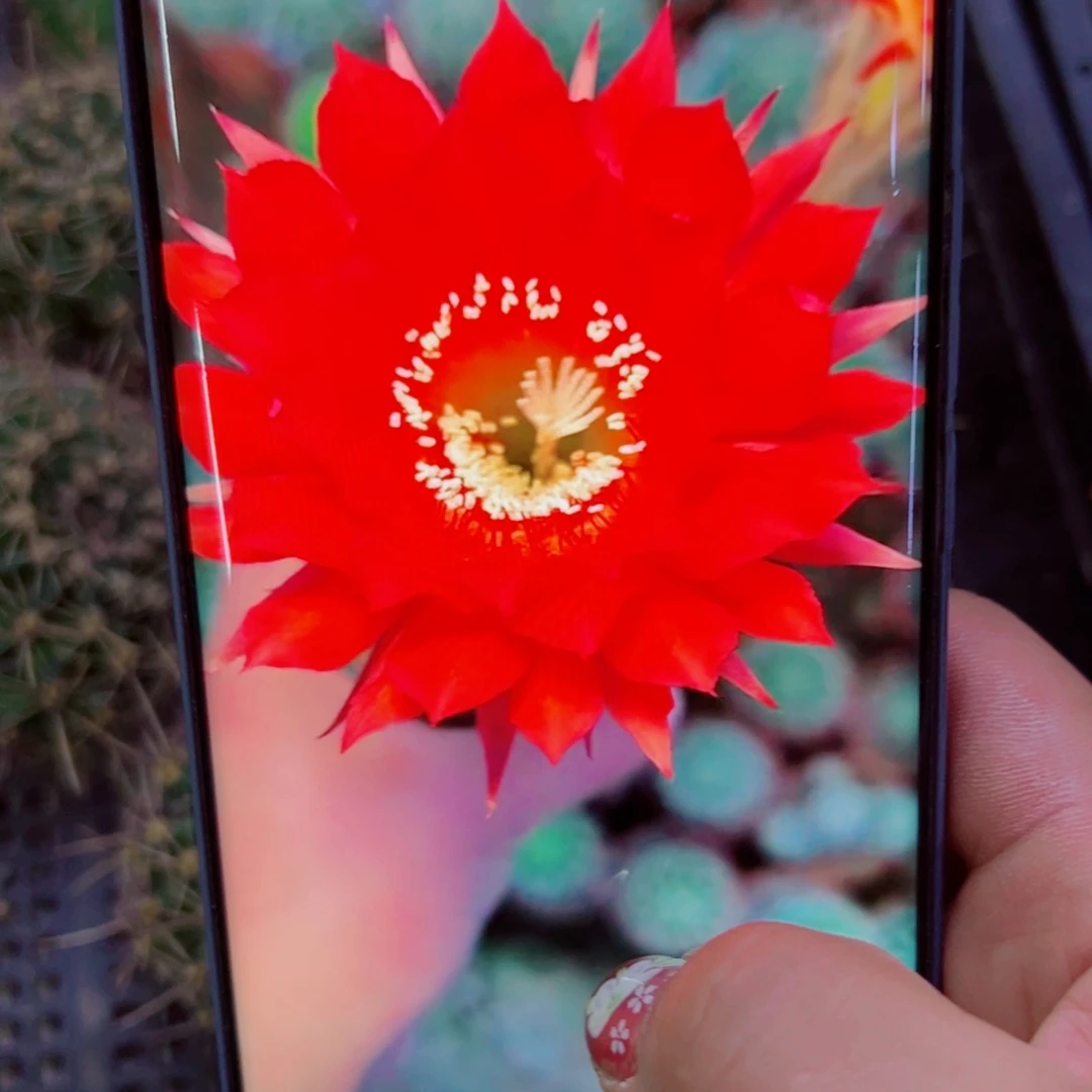 下45彩草119 歪无根侧芽4公分左右20包邮