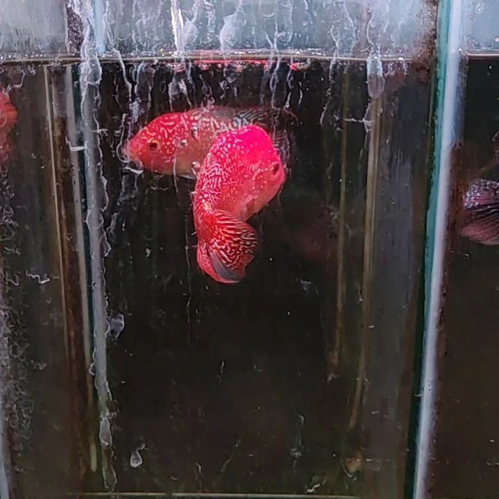 罗汉鱼22222222222222