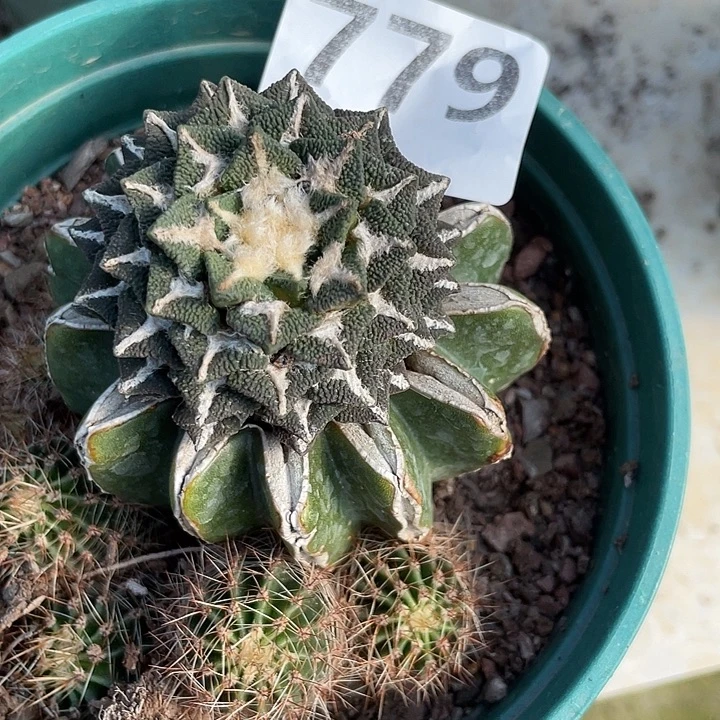 金***麻779号草球苗接黑牡丹单头