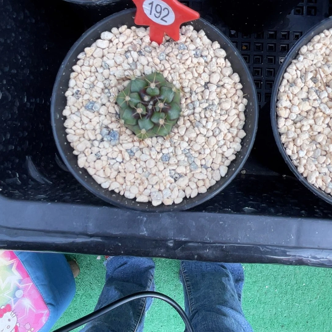 1-192花环侧芽2.3厘米