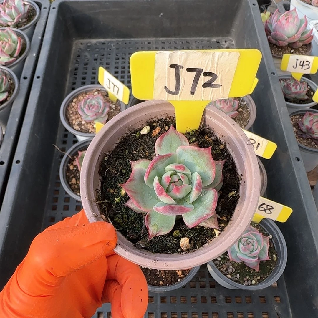 爱*肉J72惊鸿单头多肉