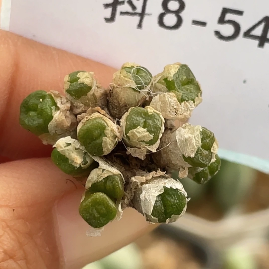 8-54方糖奔多肉植物