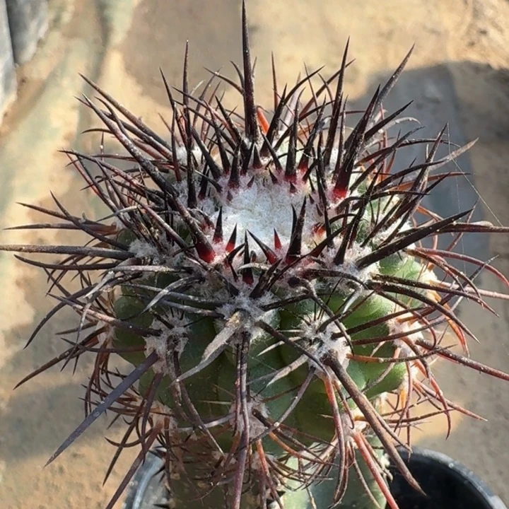 伪装玉66666666666