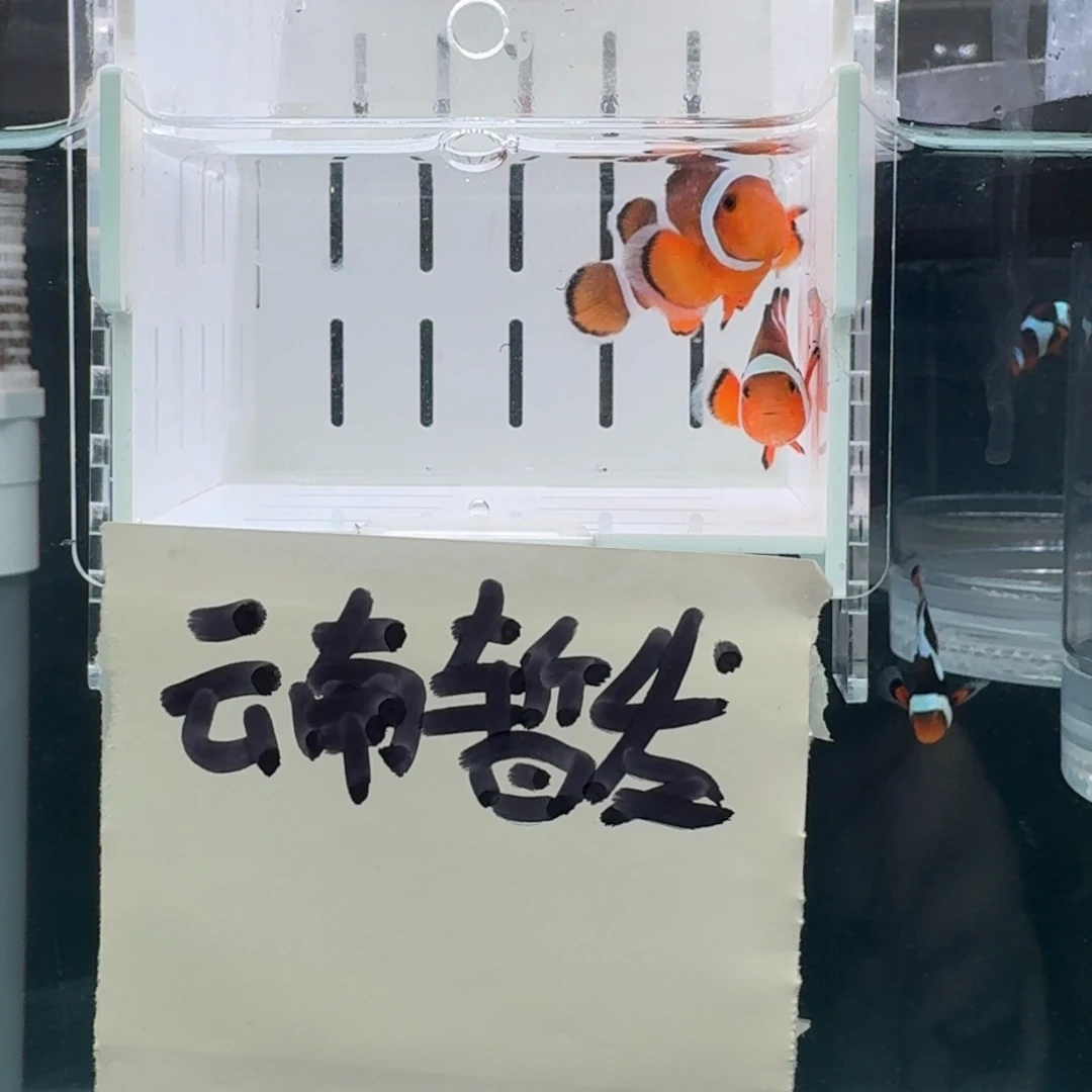 海水鱼4.5+配5.5黑边公子一对